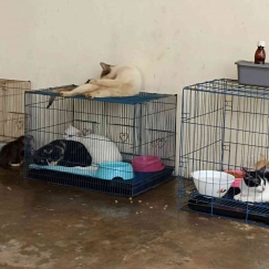 Penyaluran Donasi ke Rumah Kucing Terlantar