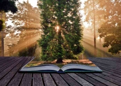 Jejak Literasi Rimbalis dalam Buku: 7 Antologi, 7 Napas Hutan dari Kisah Para Rimbawan